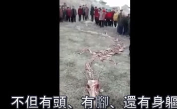 2017年河北省张家口惊现“死龙”的遗骸，长18米，民众围观手机拍摄